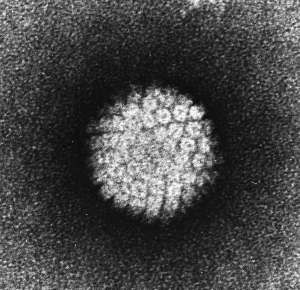 Humant papillomvirus